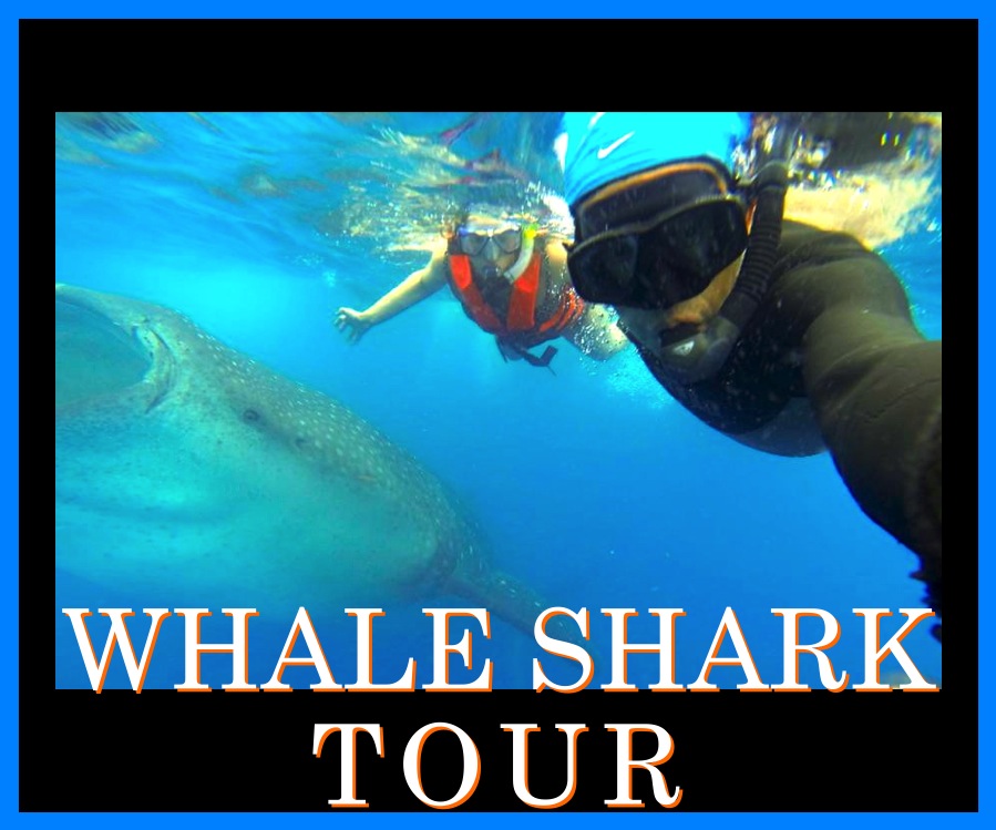 WHALE SHARK TOUR HERE