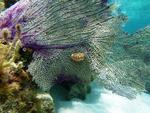 Flamingo Tongue Snail