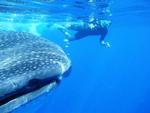 Domino Whale Shark