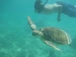 Swin with Turtles